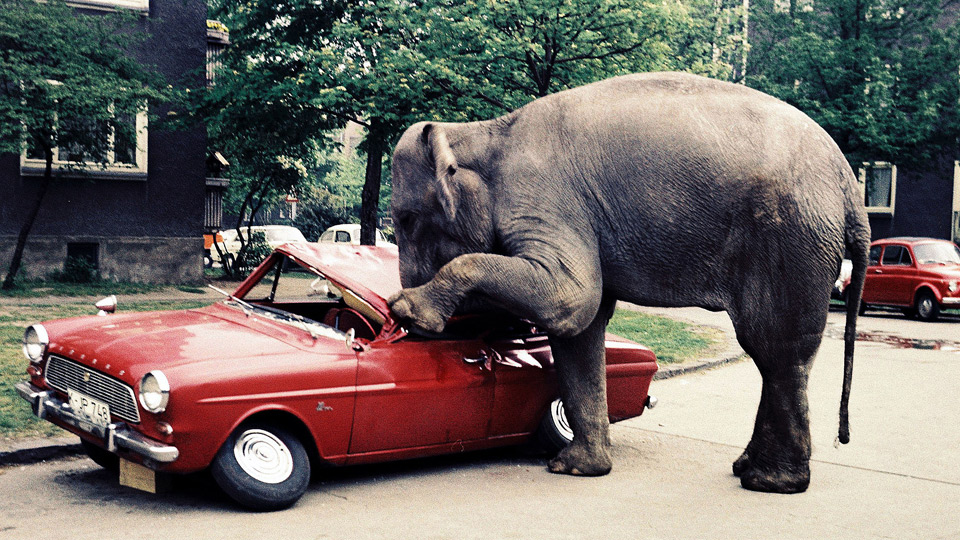 Der kleine Spielfilm Elefant auf Papas Auto hatte 1975 Premiere in der Sendung mit der Maus . Pra sentiert wurde er von der Maus und dem Elefanten.