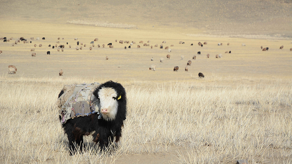 Abenteuer Mongolei