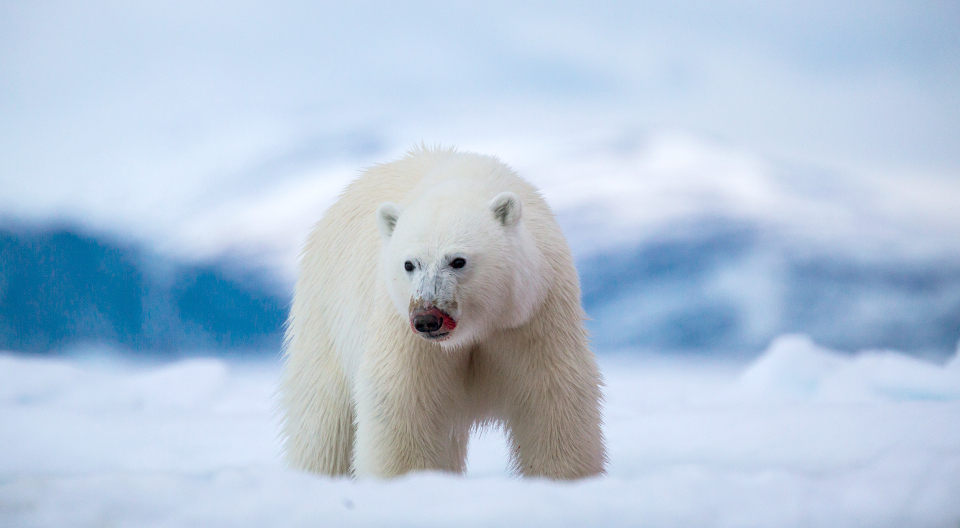 Eisbär