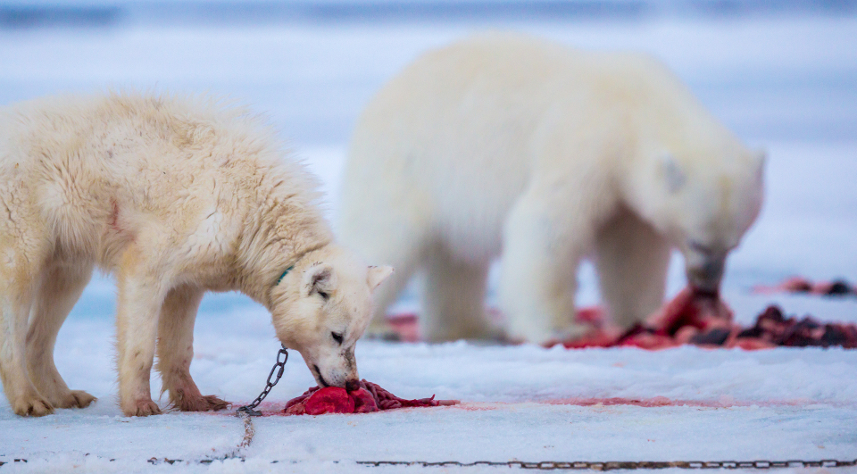 Eisbär und Schlittenhund fressen