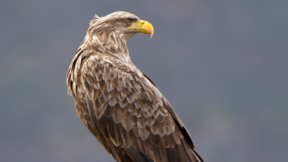 Seeadler