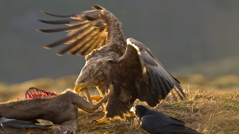 Seeadler