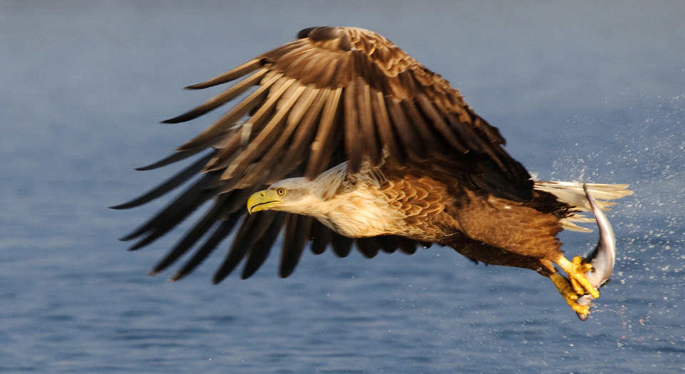 Seeadler