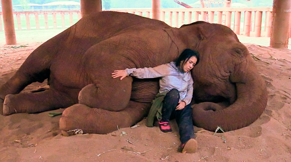 Lek mit schlafendem Elefanten Faa Mai.