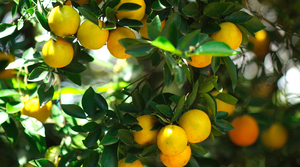 Orangen