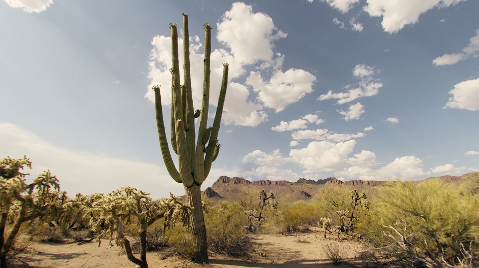 Kaktus in Wüste