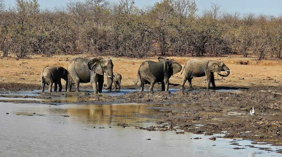 Wasserlöcher sind die besten Beobachtungspunkte, um Wildtiere und vor allem Elefanten zu sehen im Kruger Nationalpark.