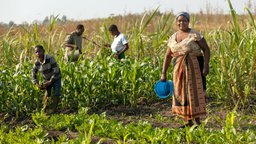Kleinbäuerin Fanny Nanjiwa; Feldarbeit in Mulanje (Malawie)