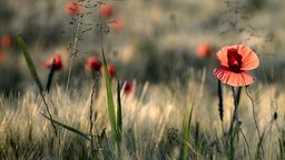 Mohnblumen im zarten Abendlicht | Bildquelle: mauritius images/HeK Mohnblumen im zarten Abendlicht
