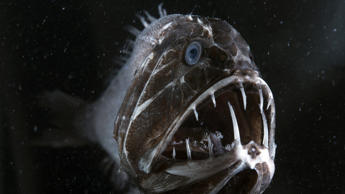 Der in der Tiefsee vorkommende Fangzahnfisch | Bildquelle: WDR/BBC NHU/Espen Rekdal Der in der Tiefsee vorkommende Fangzahnfisch