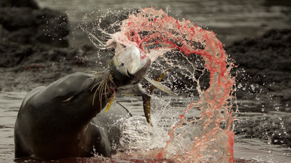 Ein Seelöwe attackiert einen Thunfisch