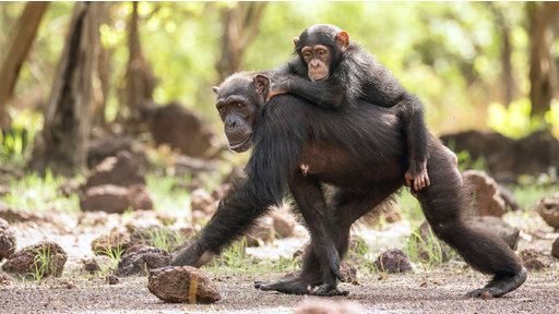 eine Schimpansengruppe im Senegal