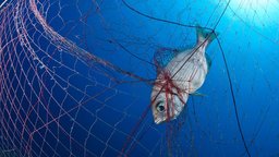 Fisch verendet im Fischernetz im blauen Ozean im Mittelmeer.