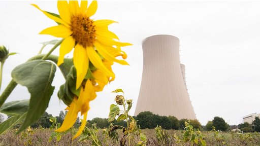 Sonnenblumen wachsen am Atomkraftwerk Grohnde