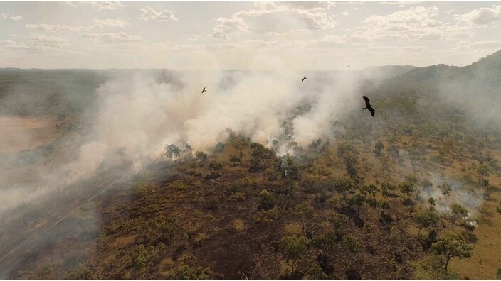 Feuervögel fliegen über einem Buschfeuer in Australien. | Bildquelle: WDR/Saint Thomas Productions Feuervögel fliegen über einem Buschfeuer in Australien.